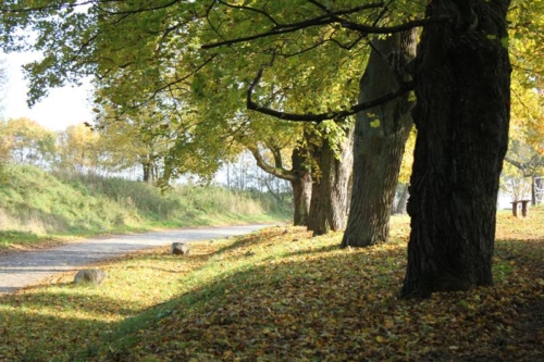 Ferienwohnung Grumsinblick: Allee bei Altkünkendorf