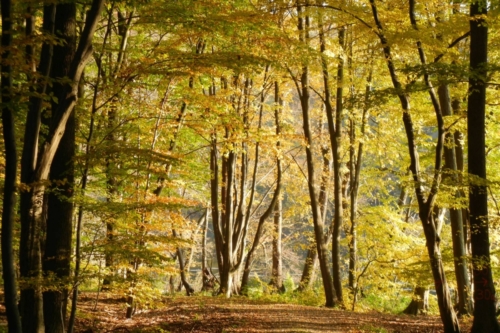 Ferienwohnung_Grumsinblick_Hintergrund_2