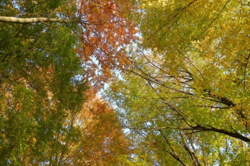 Ferienwohnung Grumsinblick: Herbstliche Buchenkronen